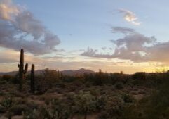 desert saguaro cactus